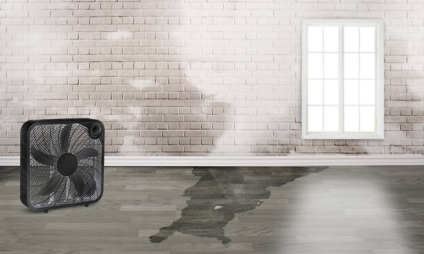 Best Local water damage restoration  in Auburn, IN